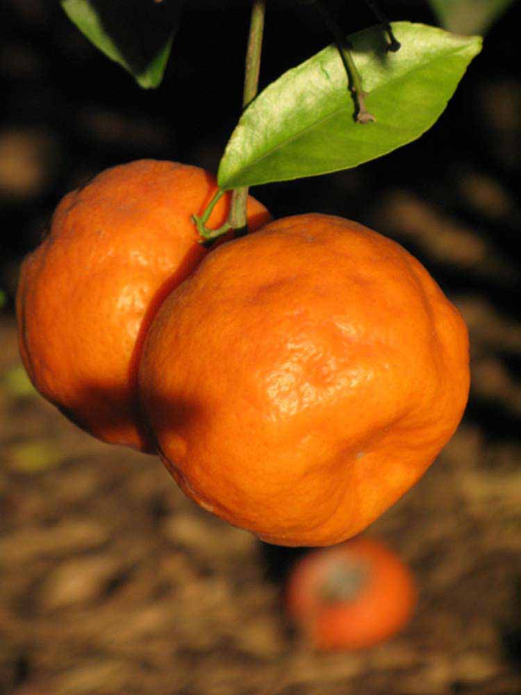            Fruit (Riverside, CA)   